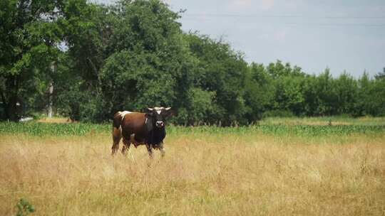 美丽的奶牛在村庄附近的草地上放牧慢动作视频素材模板下载