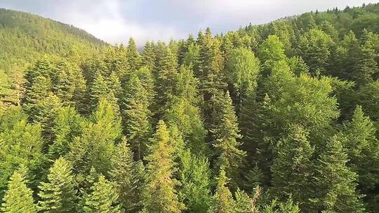 航拍森林中的松树拍摄视频