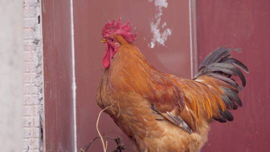 【空镜】4K动物-北方乡村农家公鸡打鸣