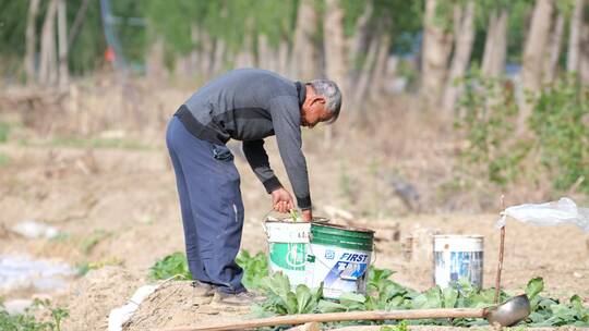 4k农业农民担水浇菜地