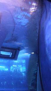 成都海洋馆里的观鱼潜艇