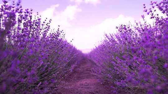 薰衣草花田