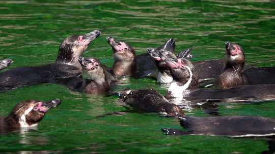 绿色纯水中的动物企鹅