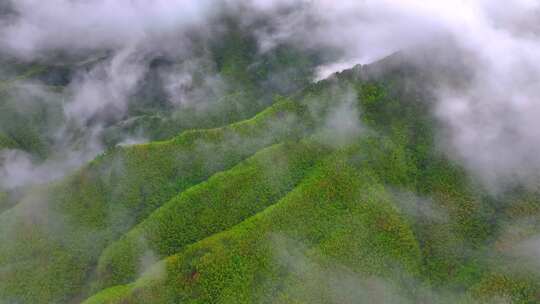 实拍雨后森林云雾缭绕 绿水青山 高山云海