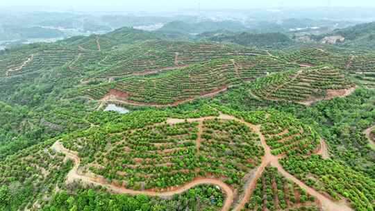 茶油树种植基地