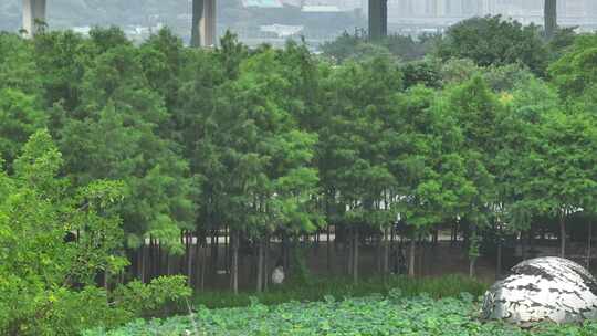 航拍福建福州城市花海公园视频素材模板下载