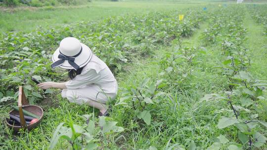 4K菜园摘茄子蔬菜视频素材模板下载