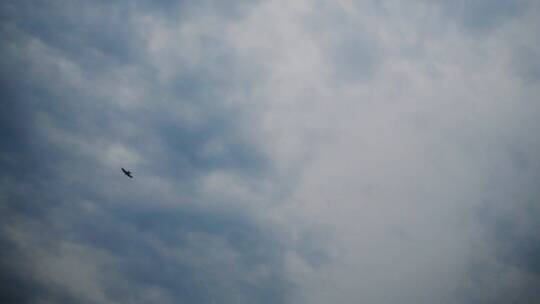 天空飞鸟