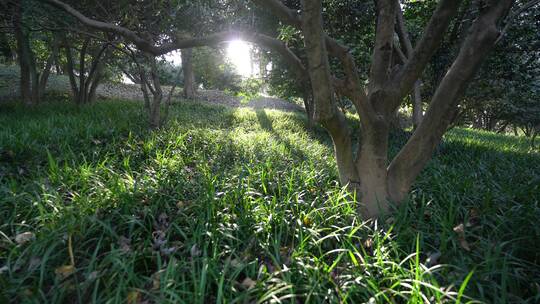 杭州西湖景区植物园