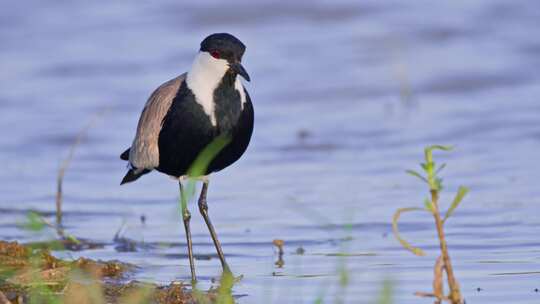 Spur Winged Lapwing，