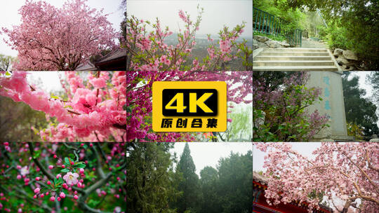 春天盛开的樱花空镜视频素材模板下载