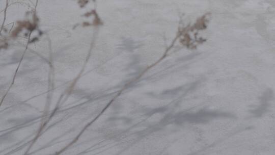 雪地上植物的影子LOG