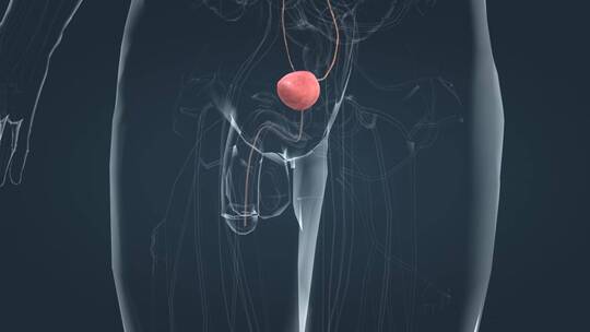 10泌尿系统尿液形成尿液肾脏膀胱