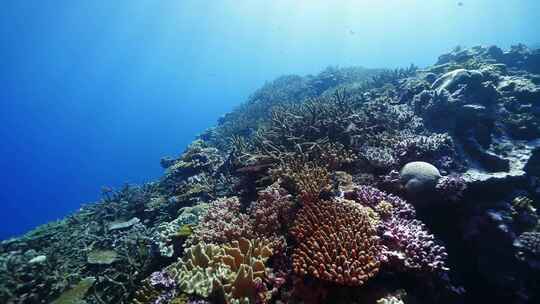 鱼群海龟魔鬼鱼珊瑚礁斐济大星盘礁海洋美景