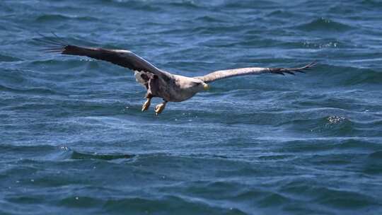 升格拍摄海面上飞翔的老鹰、老鹰抓鱼慢动作