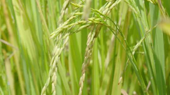 水稻阳光 快成熟的稻田