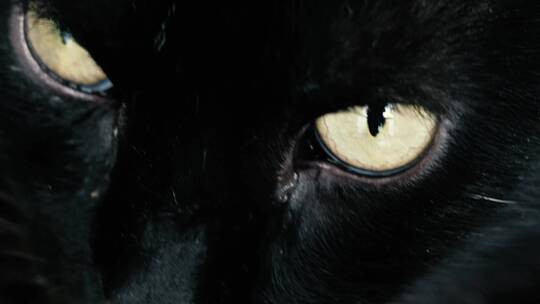 黑猫眼睛