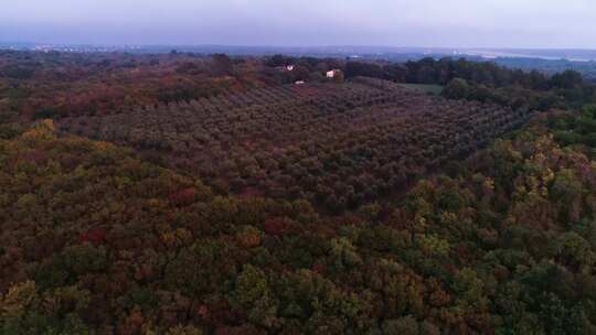 日落时分克罗地亚伊斯特拉南部橄榄树林的鸟瞰图。