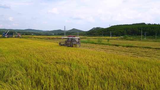 航拍韶关浈江区茶山人工改造田秋收