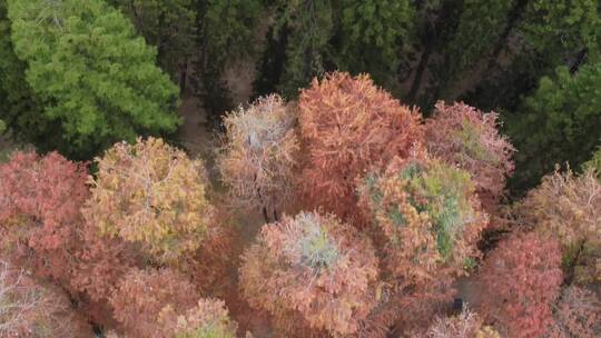 秋天树林航拍视频素材模板下载