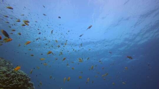 蓝色海水和橙色鱼视频素材模板下载