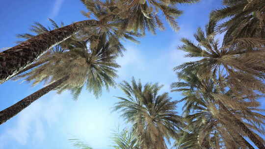 在冲浪天堂仰望棕榈树视频素材模板下载