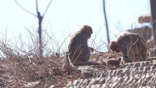 猴子 小猴子 猴山 动物 动物园 旅游