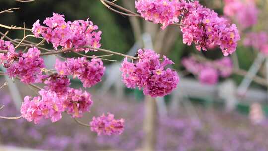 紫花风铃木