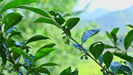 阳光下的茶园绿茶茶树叶子茶籽光影