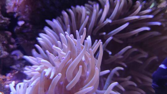 海底活珊瑚特写8K视频素材模板下载