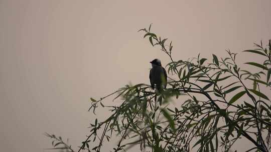 罕见：在西安曲江池遗址公园拍到白头翁鸟