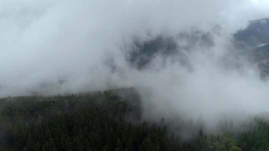 无人机向前移动，在雨天和白天浓雾中飞越茂密的森林。