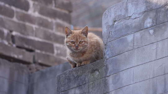 猫咪 小猫 动物 小动物 家畜 猫