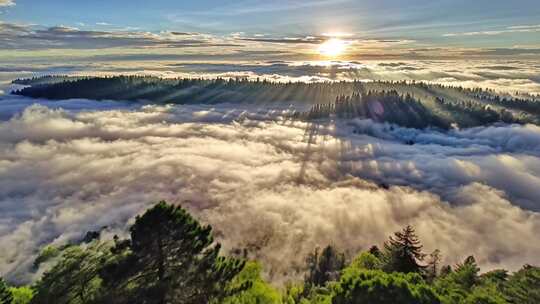 森林阳光云海森林云雾缭绕树林山大自然风景