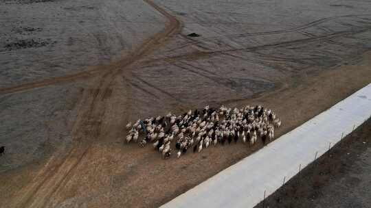云南香格里拉小中甸丁草原牧场羊群