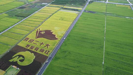 大理洱海苍山脚下彩色麦田