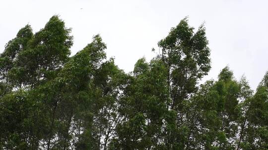 台风森林狂风暴雨风吹树林风吹雨打树木下雨