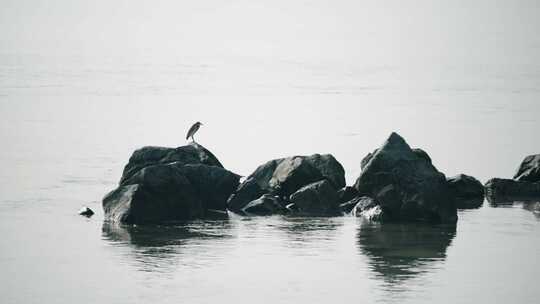 深圳湾生态鸟滩涂