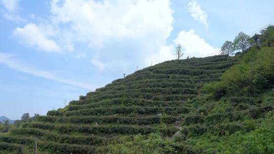 南岳衡山云雾茶茶场