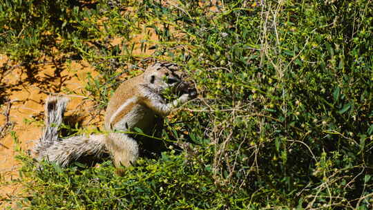 阳光明媚的一天，南非地松鼠在绿色灌木丛中视频素材模板下载