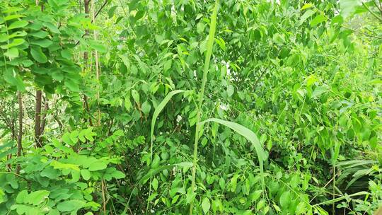 农村房屋花草树木绿色植物菜园