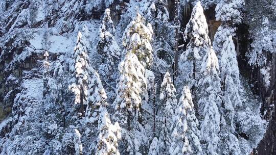 冬季川西甘孜海螺沟高山上的雪松风光