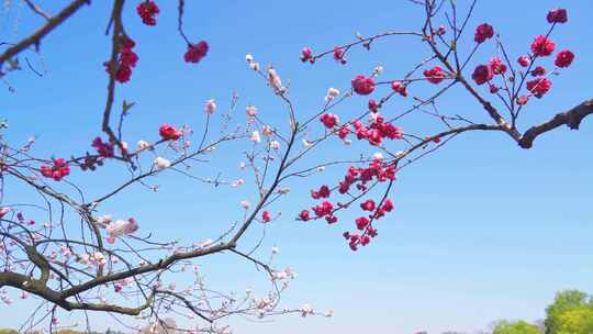 杭州西湖边的双色桃花