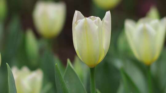 南宁青秀山上的郁金香花盛开特写空镜