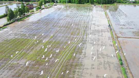 4K120p升格白鹭湿地乡村农田生态保护视频素材模板下载