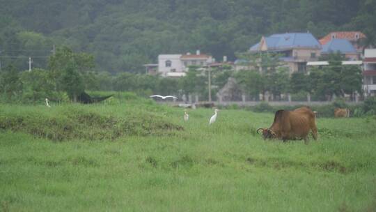 乡村小溪溪流河流牛吃草自然生态环境溪边