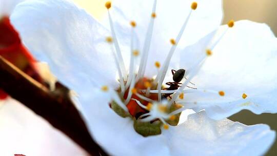 花中间的蚂蚁