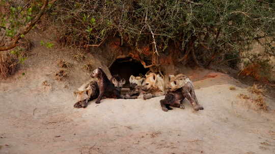 白天拍摄的鬣狗家族休息在巢穴