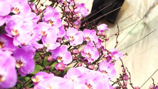 蝴蝶兰 兰花 花朵 观赏花 卉漂亮的花朵