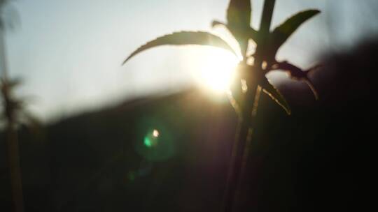 逆光拍摄的植物茎上新叶的近距离镜头